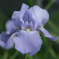 Image result for Iris germanica Harbor Blue