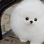 Image result for Very Cute Baby Dogs