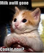 Image result for Awwww Cute Meme Kitten