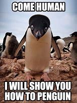 Image result for Crazy Funny Animals Memes