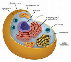 Image result for Cellular Structure and Function