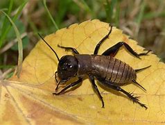 Image result for Cricket Yellow Legs