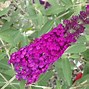 Image result for Buddleja davidii Royal Red