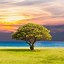 Image result for Cool Tree Wallpaper iPhone