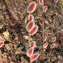 Image result for Pink Pussy Willow
