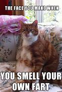 Image result for Chipsy the Fart Cat