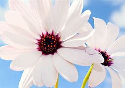 Image result for Soft White Flower Background