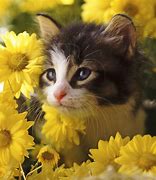 Image result for Cat Look in iPad