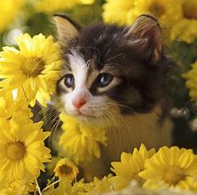 Image result for Cute iPad Backgrounds Cat