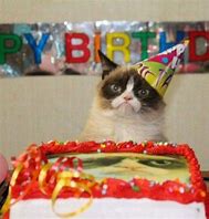 Image result for Cat Puns for Birthday