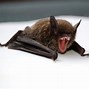 Image result for Cute Bat On a Branch