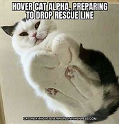 Image result for Hover Cat Meme