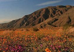 Image result for San Diego Desert