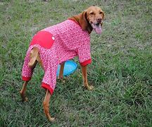 Image result for Dog Christmas Pajamas
