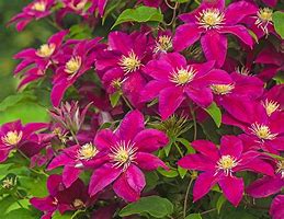 Image result for Clematis Ernest Markham