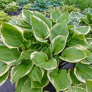 Hosta Sorbet に対する画像結果