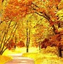 Image result for Fall Foliage Leaves