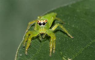 Image result for Speckled Jumping Spider Female