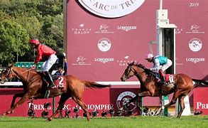 Image result for Thoroughbred Race Horse Racing