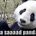 Image result for Panda Glasses Meme