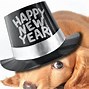 Image result for New Year's Eve Dog