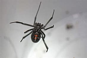 Image result for Black Widow Spider Hourglass