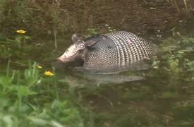 Image result for Armadillo Swimming