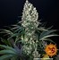 Image result for Blueberry OG Kush