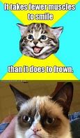 Image result for Toothbrush Cat Meme