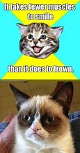 Image result for Buffering Cat Meme