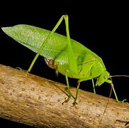 Image result for Biggest Insect Ever