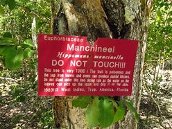 Image result for Manchineel Tree Injury
