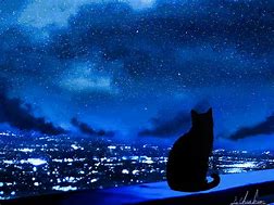 Image result for Cat Looking at Stars