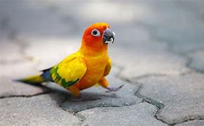Image result for What a Cute Bird Looks Like