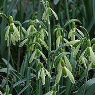 Image result for Galanthus Wifi Insect