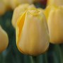 Tulipa Golden Parade に対する画像結果