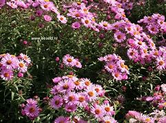 Bildergebnis für Aster novae-angliae Barrs Pink