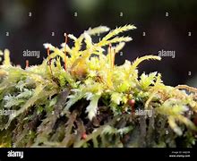 Image result for Sphagnum Moss