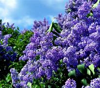 Image result for Lilac Desktop Background