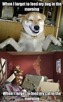 Image result for Dog Being Held Cat Crying Meme
