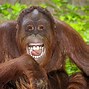 Image result for Male Orangutan