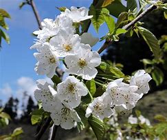 Bildergebnis für Prunus avium Hudson