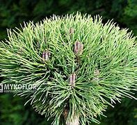 Image result for Pinus mugo Minikin
