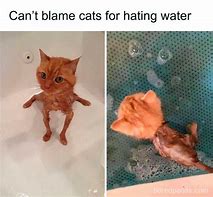 Image result for Broken Cat Meme