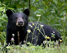 Image result for Bear Face Trail