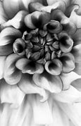 Image result for Black and White Macro Nature Photography