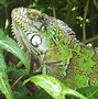 Image result for Big Lizard Looking Animal