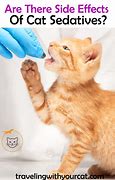 Image result for Mild Sedative for Cats