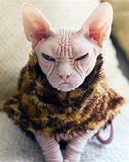 Image result for Fat Grumpy Cat