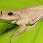 Image result for Cuban Tree Frog
